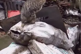 老鼠真会躲，吱吱叫挑衅猫咪！