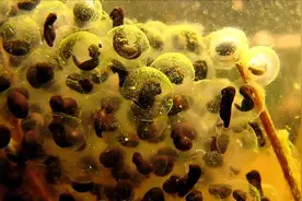 《生活大科普》从蛙卵到幼蛙神奇发育过程，49天全程实拍！