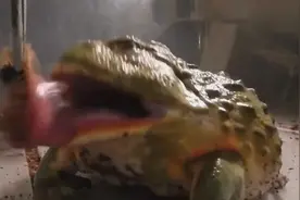 非洲巨型牛蛙捕食小动物，看着就是过瘾！视频封面