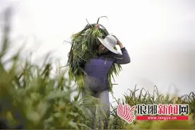 临沂兰陵19万亩蒜薹买了价格险 多县区试点图片