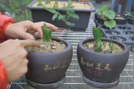 园艺达人：风信子