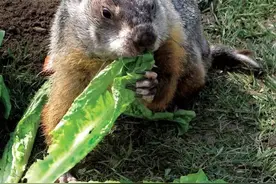 地球妈妈讲故事-音频“土拨鼠日”的趣事图片