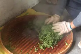 带你看看乌龙茶，制作的全过程，没想到那么辛苦