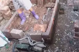 实拍养蛇厂，抓蛇全场，看着让人心惊胆颤视频封面