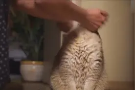 俄罗斯的大脸橘猫，这样的猫咪真是人见人爱视频封面