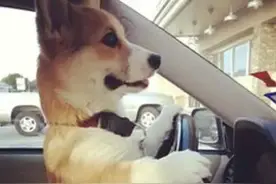 当短腿柯基开始学车：嘿，“老司机”不等人呐！图片