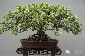 金枝玉叶盆景制作教程图片