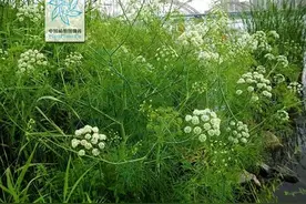 芹菜、水芹、野芹，美味？毒药？城里人不知，农村人也未必会区分图片