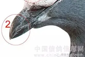 养鸽与鉴鸽的技巧(图)图片