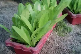 基地盆栽油麦菜品种介绍，种菜收藏篇图片