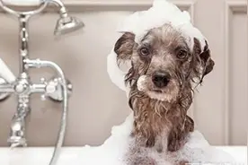 狗狗皮屑问题不用愁，不妨试试这几招！图片