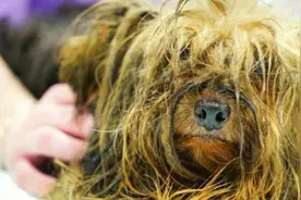 10年来这只狗被当繁殖犬囚禁在的地下室，获救时的样子哭死人了视频封面