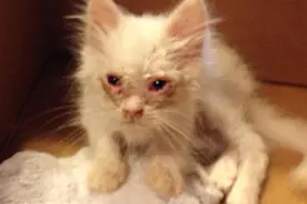 这只被遗弃的小猫看起来非常丑，被好心人收养之后变成白富美了图片