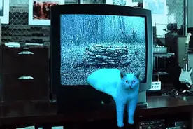 这只猫被玩坏了 造型太奇葩图片