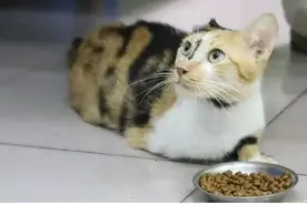 有只坚强的猫妈妈图片
