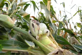 玉米上的大黑瘤，也叫玉米黑松露，你不知道的炒着的另类美食图片