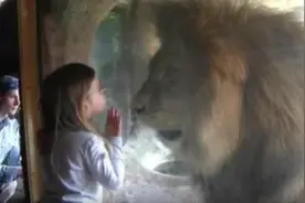被吓到了！小女孩隔着玻璃给狮子一吻，竟换来意想不到的结果！图片