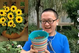 4分钟学会种植迷你向日葵图片