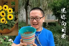 4分钟学会种植迷你向日葵图片