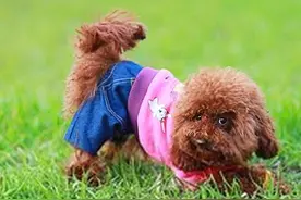 最全面的贵宾犬介绍图片