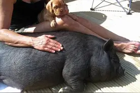 英国美女购买小香猪结果收到肉用黑猪图片