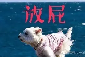 一阵臭味飘过，你家宠物放过屁吗？图片