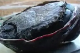 潜水捉到一只大鲍鱼，孩子们撬开后看到这个好东西，真是赚到了图片