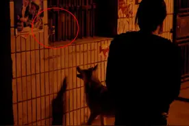 哈士奇寸步不离围住小猫，小猫不慎从窗上掉下，被哈士奇活活咬死图片
