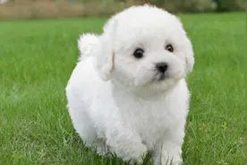 狗狗感冒了怎么办图片