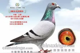 游棚鸽“逆袭”夺公棚决赛冠军，揽金70余万元(图)图片