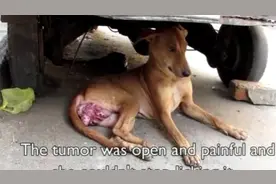 狗儿一直在舔着自己身体的这个部位，看到后真的为它揪心啊！