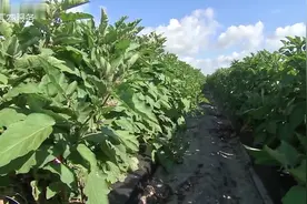 茄子从采摘-清洗-分级-深加工值得我们学习