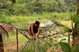 亚洲小伙用竹子搭建一间简易的棚子视频封面