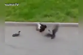 猫为什么喜欢捕捉鸟儿？这历史恩怨大了去了