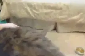 20岁老猫趴在窝里,眼神落寞看着小猫在主人面前撒娇卖萌,令人心酸视频封面