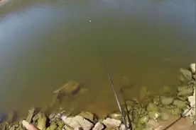 钓鱼：浮漂下沉一目又升上来，果断提竿中大鱼！