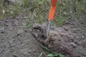 实拍网友野外放置捕鼠器，成功捕获一只囊地鼠！视频封面