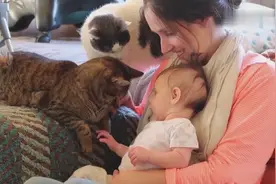 猫咪第一次见到宝宝，由陌生到熟悉，好友爱的喵喵啊视频封面