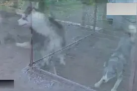 阿拉斯加和短毛猫在一起就会发生世界大战，短毛猫会赢吗