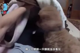为什么狗狗总喜欢钻主人被窝？看完我心头一暖视频封面