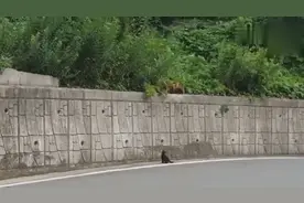 小猫掉在崖底了，猫妈妈在上面教小猫怎么往上爬，最后亮了视频封面
