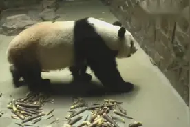 大熊猫：美兰严重的刻板行为，用额头蹭地视频封面