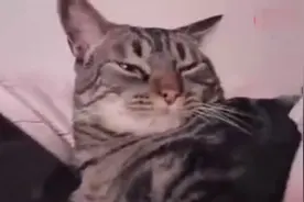 喵咪被闹钟吵醒后的反应，像不像你自己的每天早上的时候！