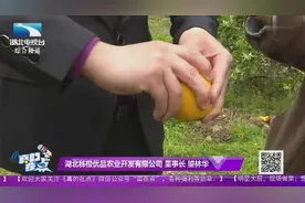 皮薄水多味道甜！春天的“帝王橙”——秭归伦晚脐橙视频封面