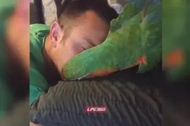 哈哈有趣，鹦鹉看主人睡着趁机亲吻主人，鹦鹉的智商真高啊