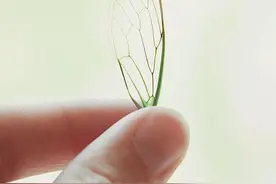 可能爱情总是在你没发现的时候落地生根，在秋天结果图片
