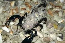 养了帝王蝎半年，背上突然爬满白白幼蝎图片