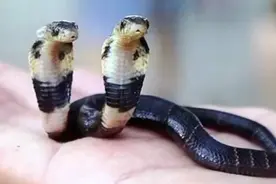 基因突变，让这些蛇拥有双头，而且长双脚！