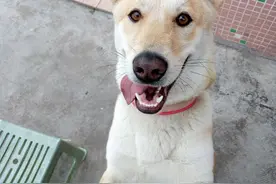 狗界地位最低的狗中华田园犬，主人请对我好点！图片