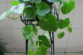 盆栽珍珠香瓜，老品种，香飘五间房，馋死人，就是不怎好吃，唉！图片